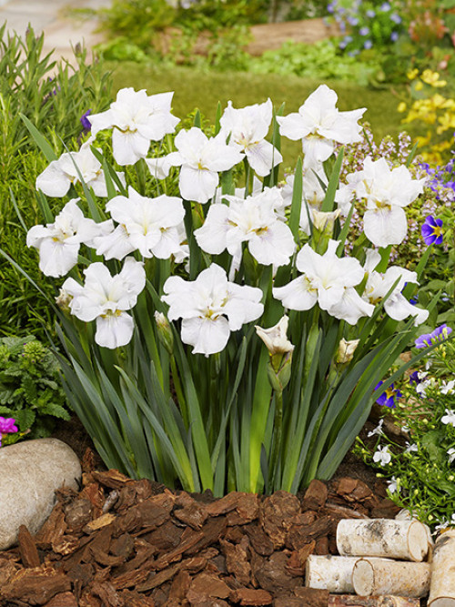 Iris sibirica